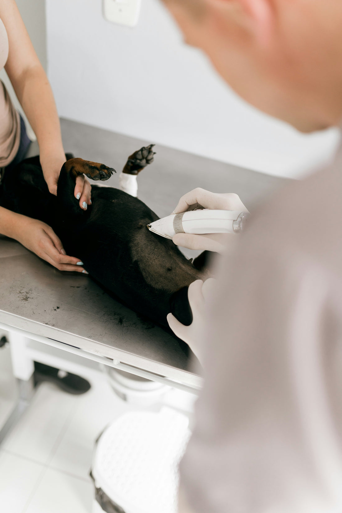 Skin Condition Relapse in Dogs: Why It Happens and How to Prevent It