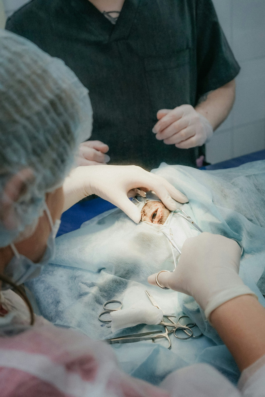 How to Photograph Your Dog's Skin Problem for a Vet Appointment