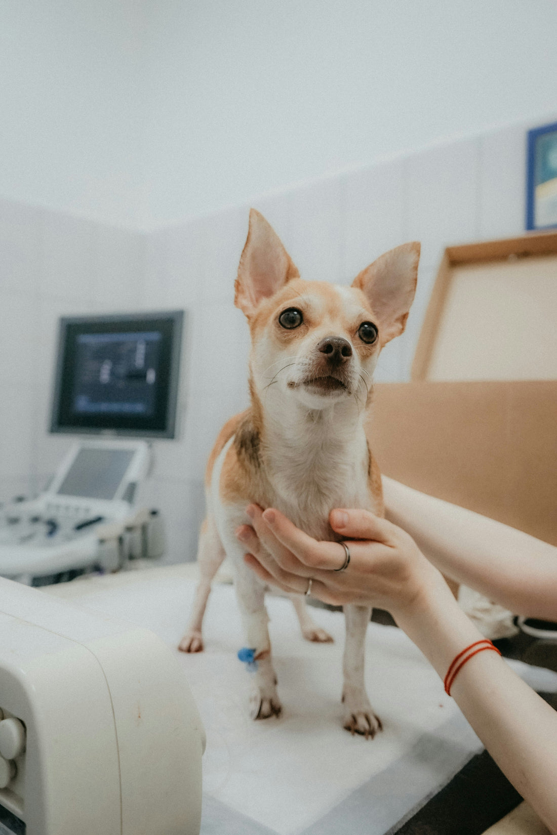 Epsom Salt Soaks for Dog Paws: When They Help and When to Avoid Them