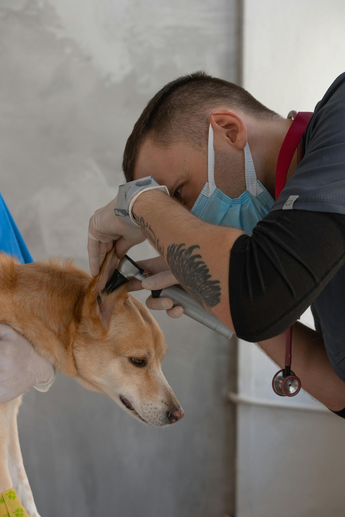 Cytopoint vs. Immunotherapy for Dogs: Long-Term Allergy Management Compared