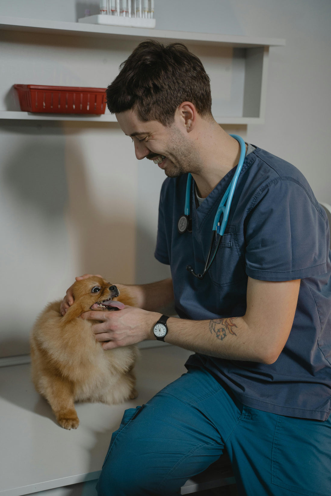How Antibiotics Disrupt Your Dog's Skin Microbiome and Recovery Tips
