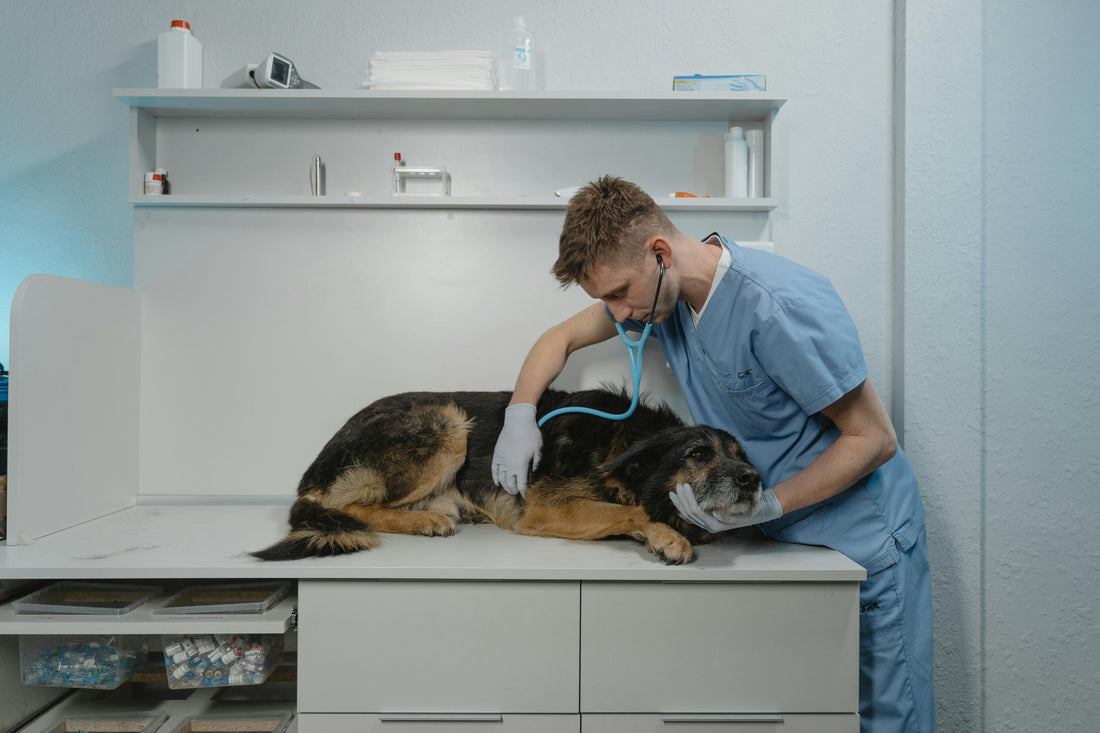 Growth Hormone Responsive Dermatosis in Dogs: Hair Loss Without Itch