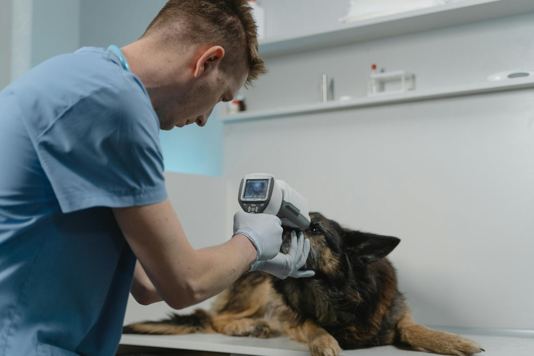 Excessive Shedding in Large Breed Dogs: Causes and What Helps