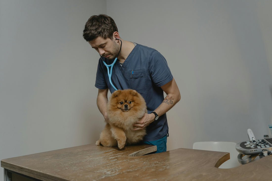 Chigger Bites on Dogs: Identification and Treatment
