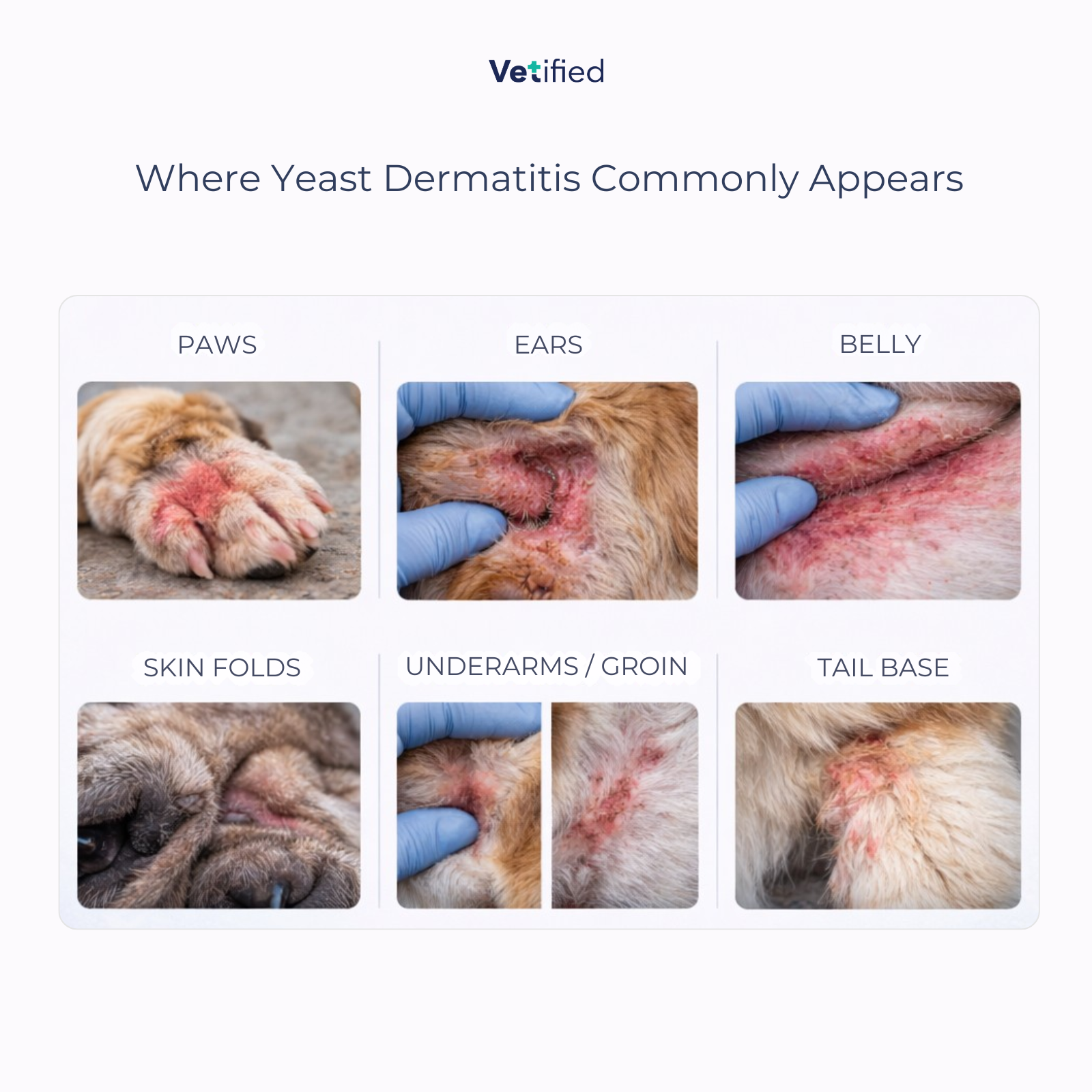 Yeast Dermatitis Spray – 8 fl oz